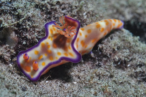 Curtin Artificial Reef Dive Site - Events Australia 0