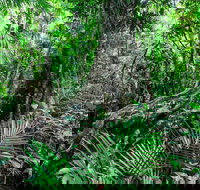 Djiru National Park - Events Australia