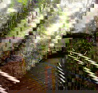 Dorrigo National Park - Events Australia