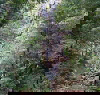 Kondalilla Falls Circuit Kondalilla National Park - Events Australia