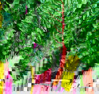 Purple Pear Farm - Events Australia