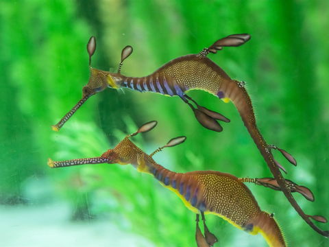 Seahorse World - Events Australia 1