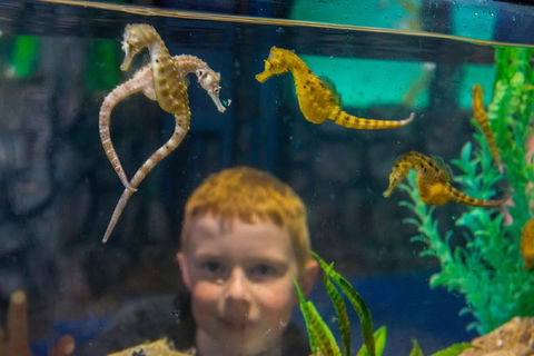 Seahorse World - Events Australia 2