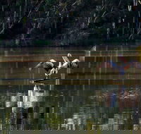 Seaham Swamp Nature Reserve - Events Australia