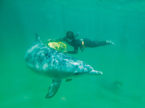 Swim With Dolphins Day Trip - Events Australia 1
