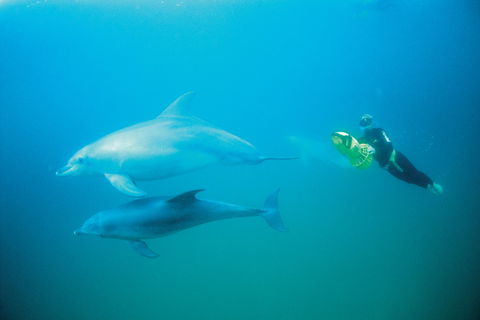Swim With Dolphins Day Trip - Events Australia 2