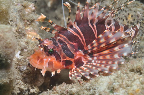 The Seaway Dive Site - Events Australia 0