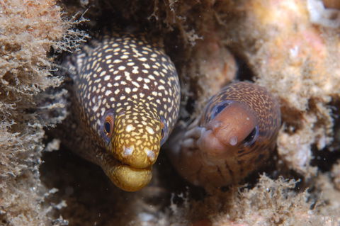 The Seaway Dive Site - Events Australia 1