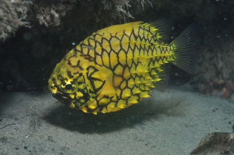 The Seaway Dive Site - Events Australia 2