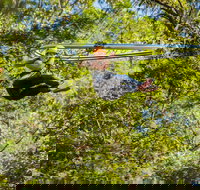 TreeTop Crazy Rider - Events Australia