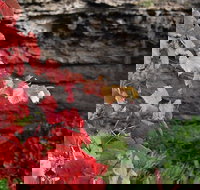 Umpherston Possum Tours - Events Australia