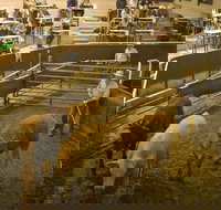 Wagga Wagga Livestock Marketing Centre - Events Australia