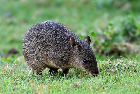 Warrawong Wildlife Sanctuary - Events Australia 1