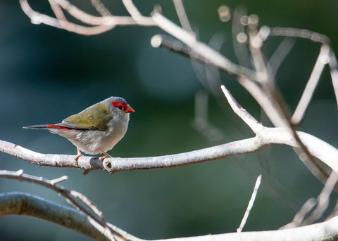 Warrawong Wildlife Sanctuary - Events Australia 2