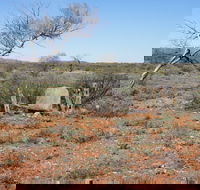 Winnecke Goldfield Cemetery - Events Australia