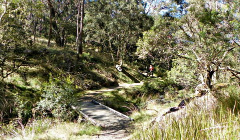 Wollomombi Walking Track - Events Australia 0