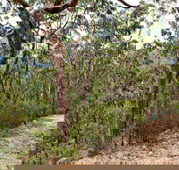 Yango Walking Track - Events Australia