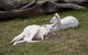 Yarra Valley Nocturnal Zoo - thumb 0