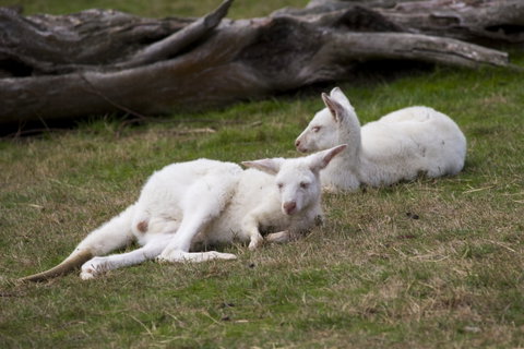 Yarra Valley Nocturnal Zoo - Tourism Bookings 0
