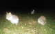 Yarra Valley Nocturnal Zoo - thumb 2