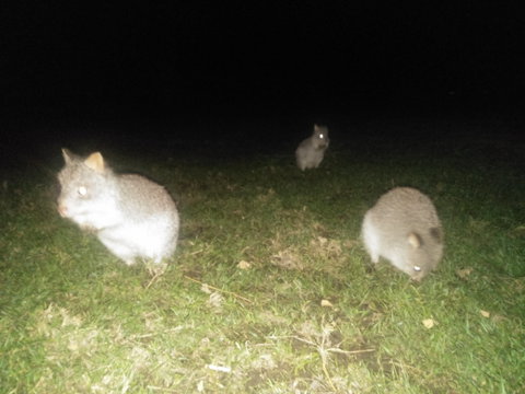 Yarra Valley Nocturnal Zoo - Tourism Bookings 2