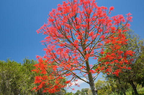 Ashby - Events Australia 1