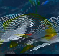 Beaver Reef Dive Site - Events Australia