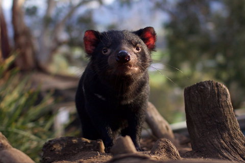 Bonorong Wildlife Sanctuary - Events Australia 0