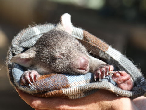 Bonorong Wildlife Sanctuary - Events Australia 2