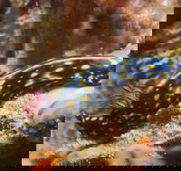 Cochrane Artificial Reef Dive Site - Events Australia