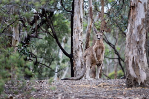Currawong Bush Park - Events Australia 1