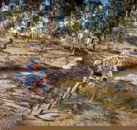 Cycle Mogo State Forest - Events Australia