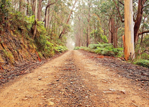 Cycle Mogo State Forest - Events Australia 1