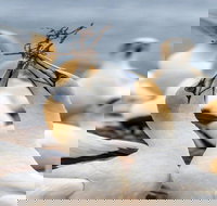 Gannets in Portland - Events Australia