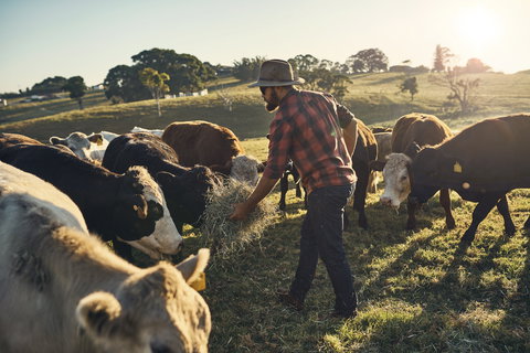 Hinterland Full Day Self Drive Tour - Events Australia 0