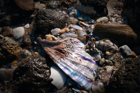 Point Cook Marine Sanctuary - Events Australia 1