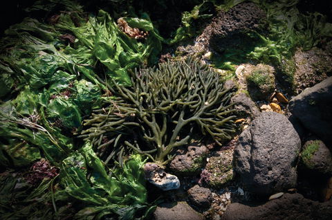 Point Cook Marine Sanctuary - Events Australia 2
