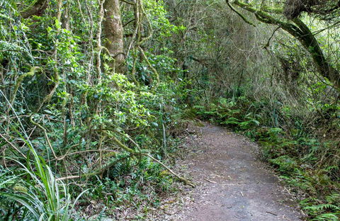 Rainforest Walking Track, Roberston Nature Reserve - Tourism Bookings 0