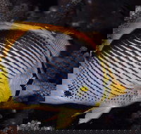 Spiders Ledge - Events Australia