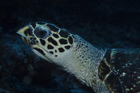 Spiders Ledge - Events Australia 1