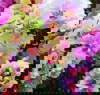 Tinonee Orchid Nursery - Events Australia