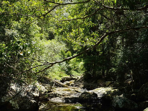 Witta - Events Australia 0