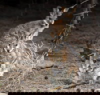 Bald Hill Walk - Cape Gantheaume Conservation Park - Events Australia