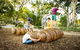 Bonython Park/Tulya Wodli - thumb 0