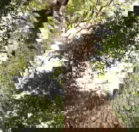 Coachwood Loop Track - Events Australia