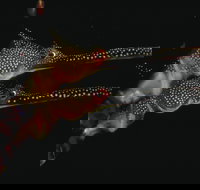 Eagle Rock Marine Sanctuary - Tourism Bookings