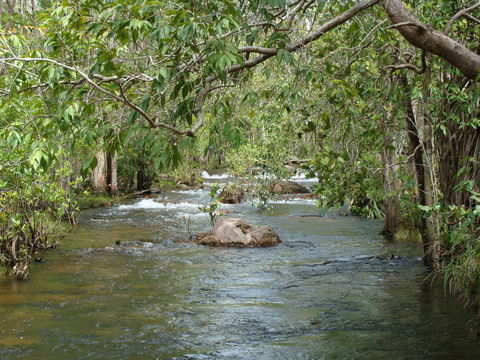 Florence Creek Walk - Events Australia 0