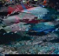 Hiros Cave and The Tubes - Events Australia