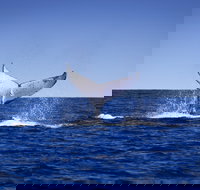 Humpback Whales - Events Australia