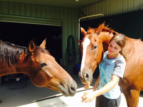 Iris Lodge Alpacas - Events Australia 0